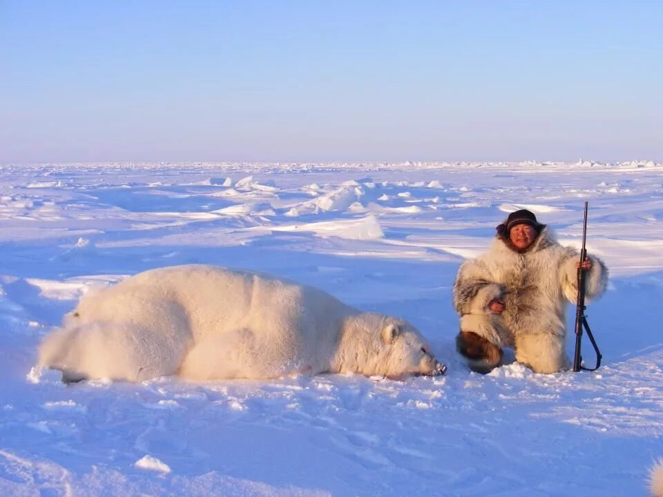 Как чукчи называют медведей. Ножи северных народов. Охота на белого медведя на чукотке. Инуиты — канадские эскимосы. Как чукчи называют медведей.