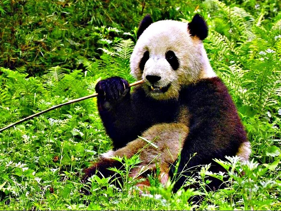 Большая панда живет. Большая Панда. Среда обитания панды. Панда в естественной среде. Родина панды.
