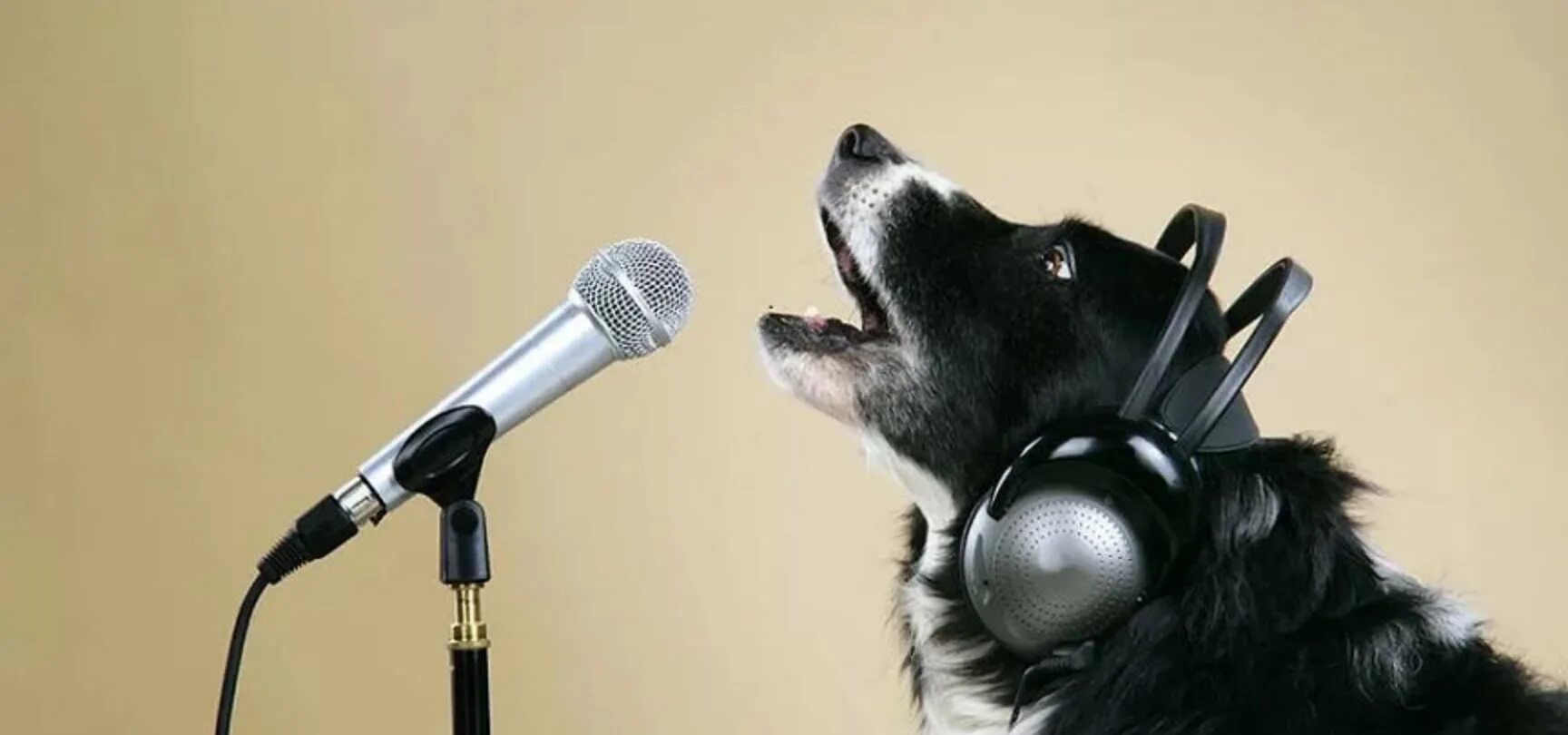 Девушка танцует дома. Девушка с микрофоном фон. Певица с микрофоном. Девушка поет. Девушка поет животных.