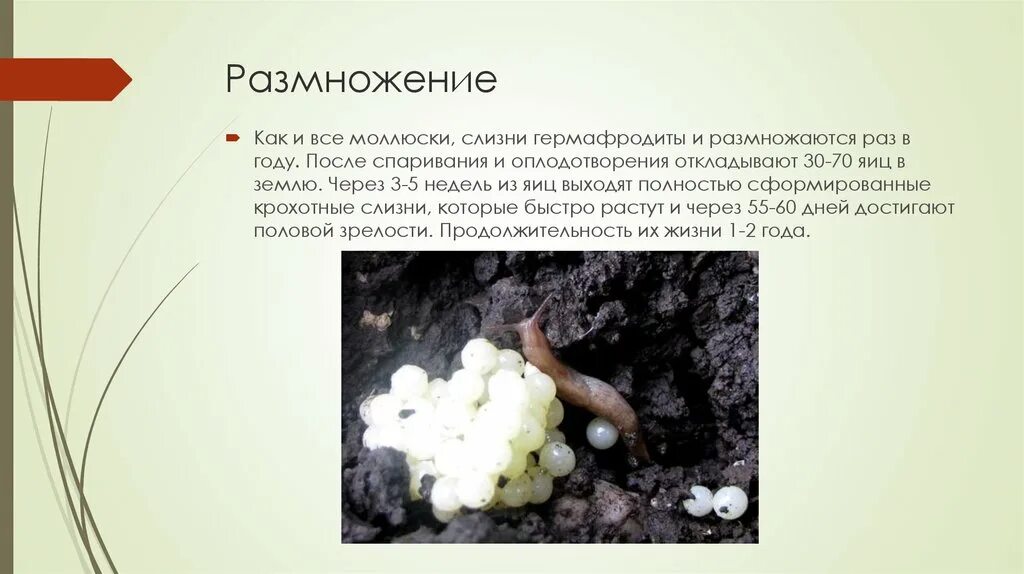 Способы размножения моллюсков. Размножение моллюсков. Как размножаются слизняки.