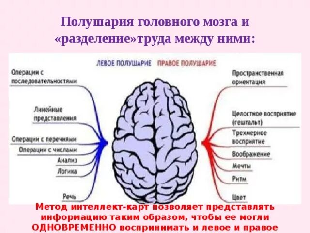 Правом полушарии. Каждое полушарие головного мозга разделено. За что отвечает левое полушарие головного мозга. За что отвечает правое полушарие головного мозга. Что разделяет полушария.