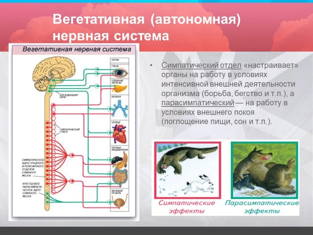 Как нервная система регулирует работу органов биология. Автономный вегетативный отдел нервной системы 8 класс. Строение автономного отдела нервной системы. Вегетативная автономная нервная система. Строение вегетативной нервной системы.