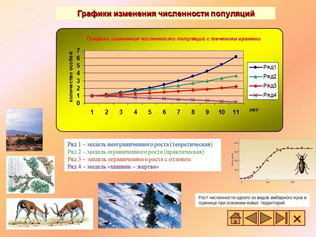 Рассмотрите диаграмму на которой изображена динамика численности. Модель развития популяции. Сезонный Тип динамики численности популяций. Моделирование динамики численности популяций. Графики роста численности популяции.