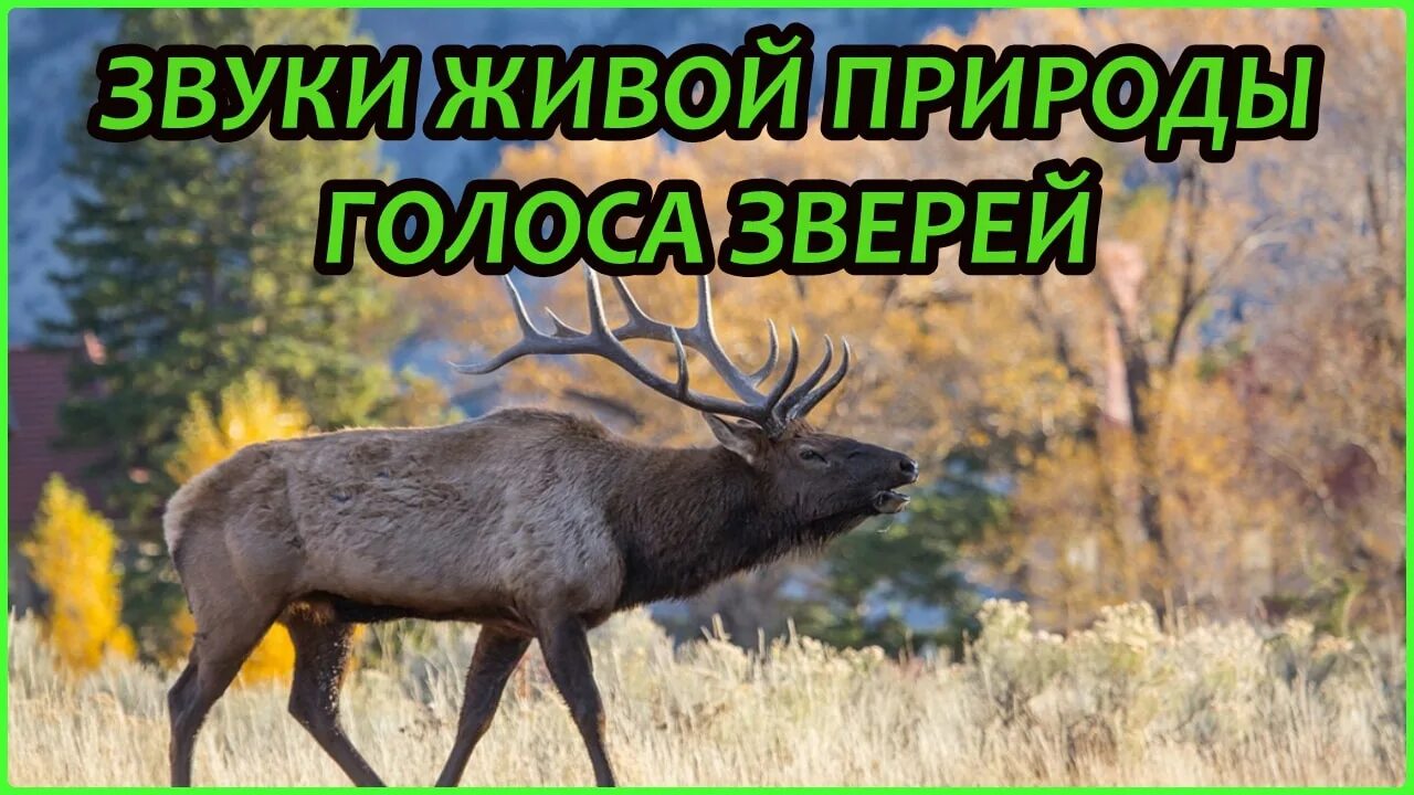 Голос зверей и птиц