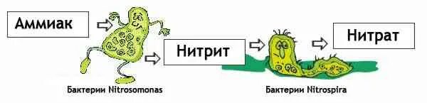 Нитраты и нитриты. Нитрат аммиака. Нитриты и нитраты бактериями. Нитрит аммиака. Повышенное содержание нитратов воде