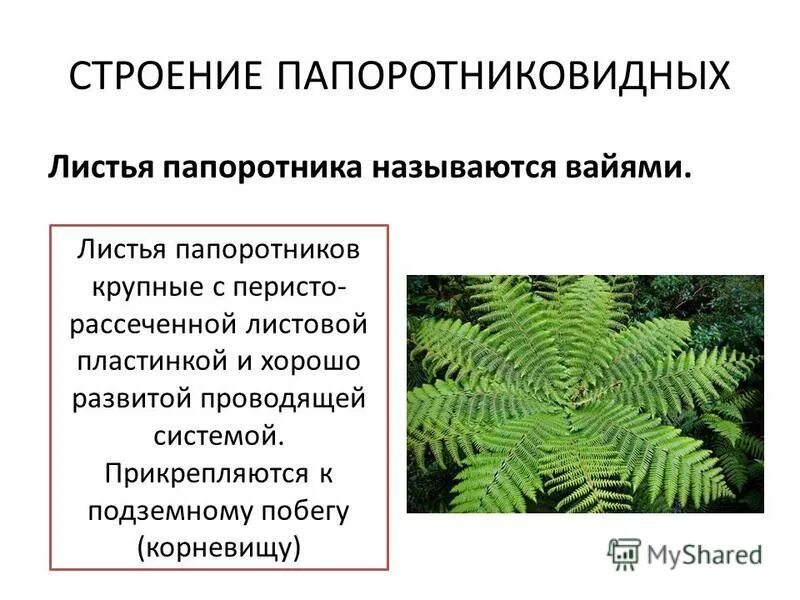 Среда обитания папоротников - MosRosa.ru