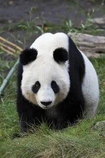 Os pandas