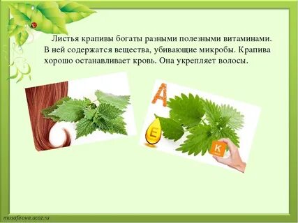 Звуки в слове крапива