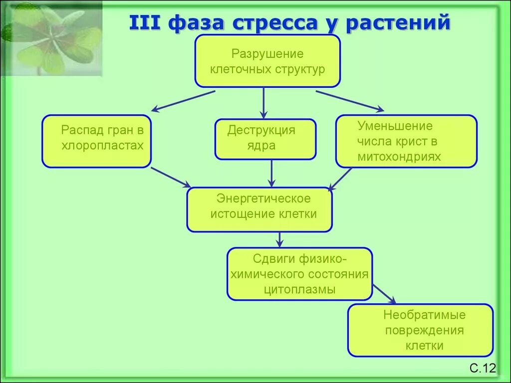 Стресс растений. Стресс факторы растений. фазы стресса у растений. экологический стресс для растений. адаптации растений на стресс-фактор.