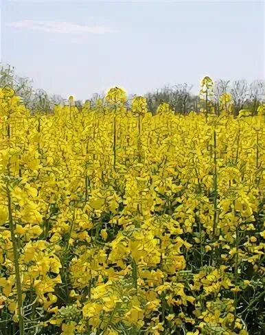 Яровой рапс 6 букв сканворд. Рапс яровой заморозки. Рапс (brassica napus var. Яровой рапс цветы. Рапс яровой.
