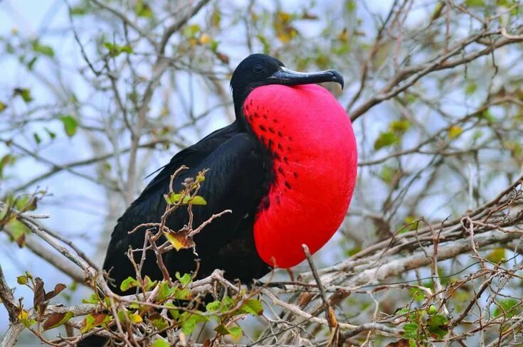 These 28 Cool-Looking Animals Have Won The Genetic Lottery Animals, Frigatebird,