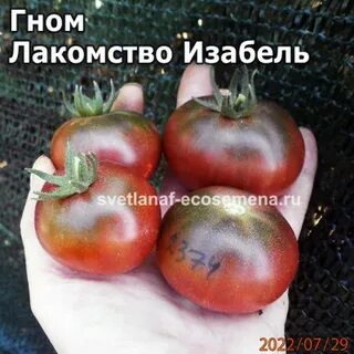 Томат лакомство изабель