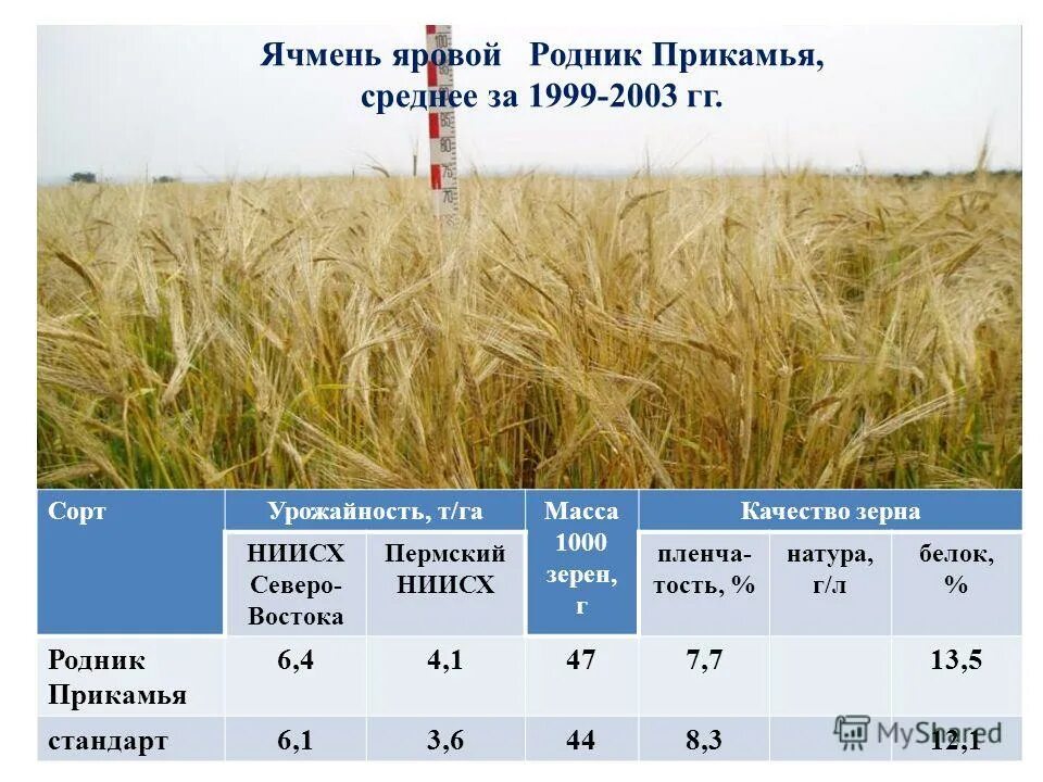 Рожь. Яровой ячмень. Яровой ячмень. Ячмень авалон. Арпа ячмень.