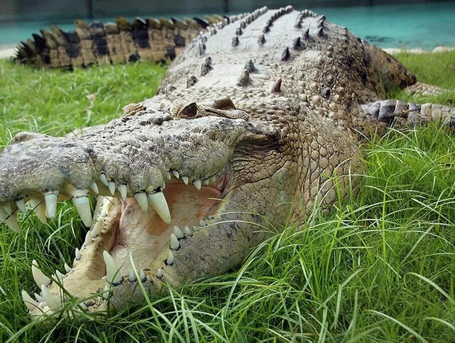 Морской крокодил (Crocodylus porosus). Гребнистый крокодил в Австралии. Остров Рамри крокодиловая бойня. Гребнистый крокодил самый большой.