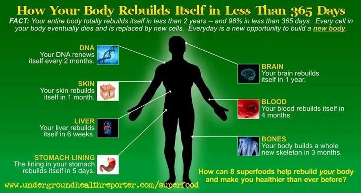 Как организм человека очищается. Время обновления клеток в организме. Как обновляется организм. Периоды обновления органов человека. Скорость обновления органов человека.
