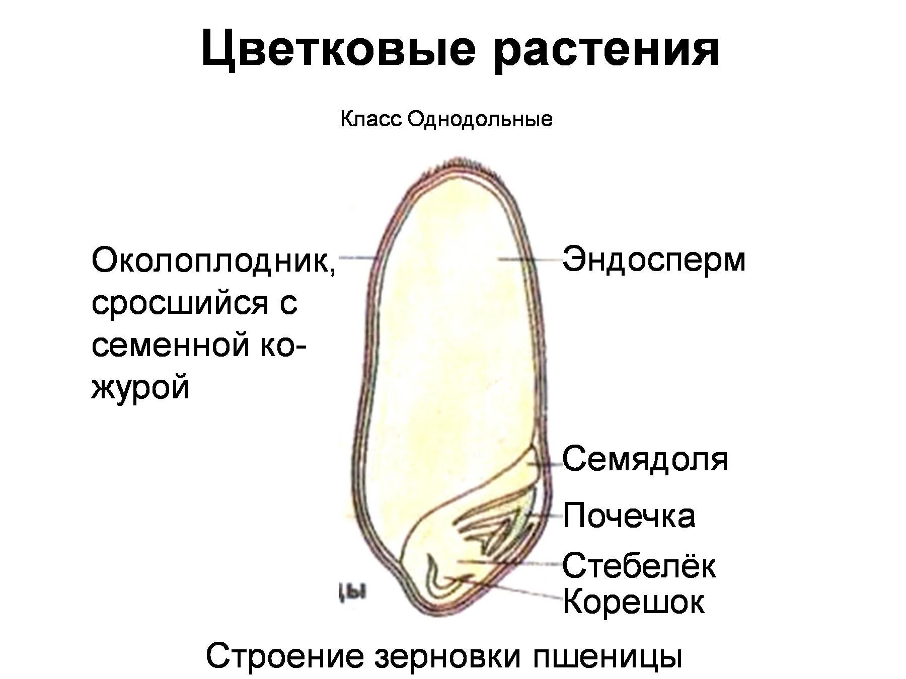 Строение семян однодольных растений Зерновка пшеницы. Строение однодольного семени пшеницы. Строение семени однодольного растения. Строение семени однодольного растения пшеницы.