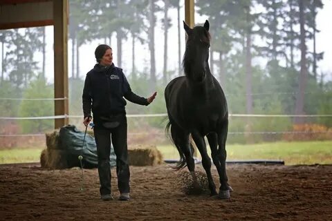 Are your horses