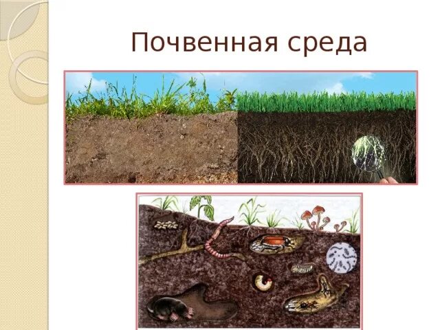 Почвенная среда обитания растения. Почвенная среда. Почвенная среда жизни растения. Среды обитания почвенная среда.