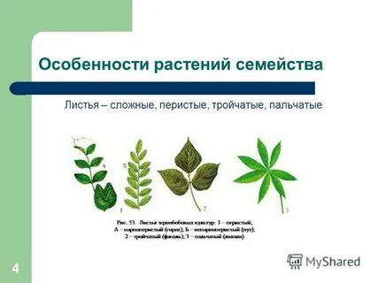 Листья простые или сложные семейства