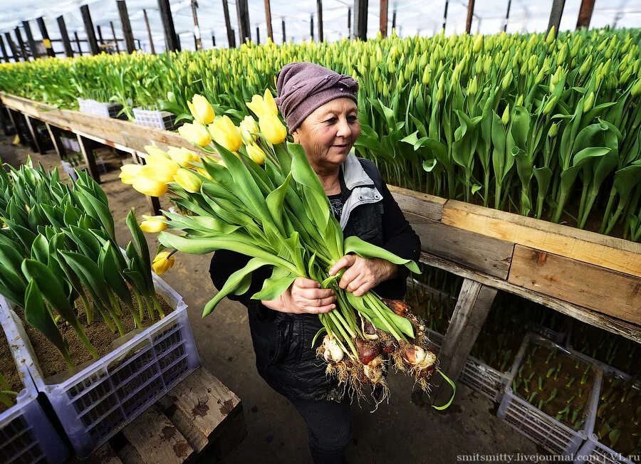 Подкормка тюльпанов. Тюльпаны Приморье. Выращивание тюльпанов. Я выращиваю тюльпаны. Выращивание тюльпанов в Якутии.