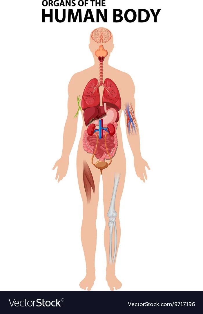 Human organs. Организм человека. Human body Organs. Human body Organs vector. Человек прозрачный анатомия.