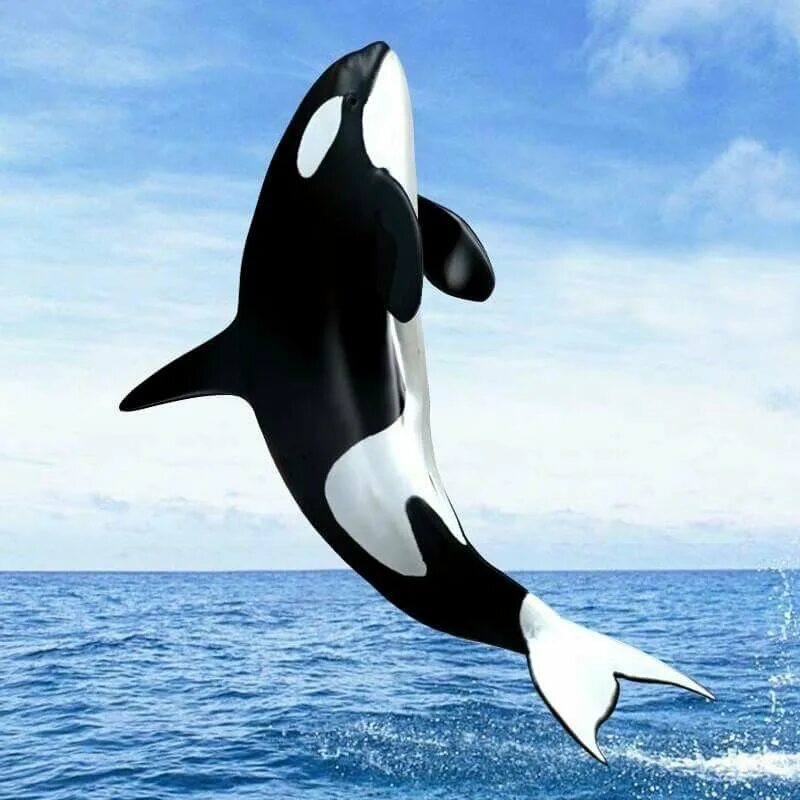 Жизнь касаток. Кит акула Касатка Дельфин. Orca Касатка. Orca Killer Whale Orcinus Orca косатка.