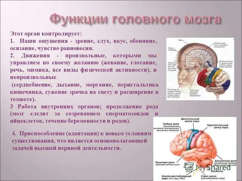 Отделы мозга обоняние. Строение и работа наших органов чувств. Головной мозг и зрение. Мозг и органы чувств. Интересное о строении органов чувств.