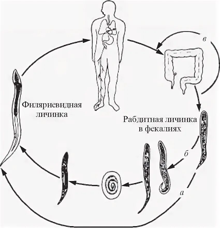 Кишечный цикл. Жизненный цикл угрицы кишечной. угрица кишечная жизненный цикл. цикл развития угрицы кишечной схема. угрица кишечная цикл развития.