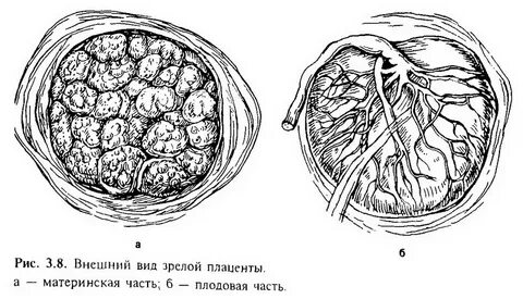 Плодово плацентарного