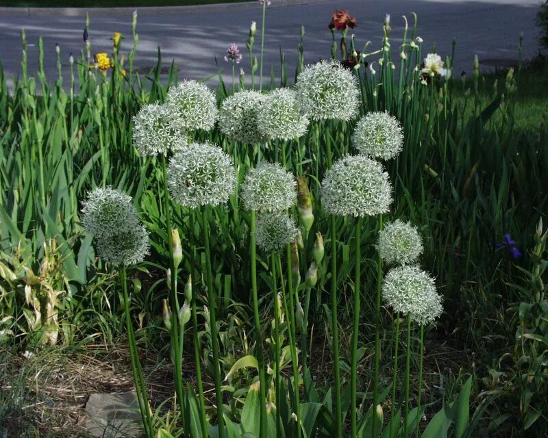 Allium stipitatum 'White Giant' British flowers, Flower show, Flowers