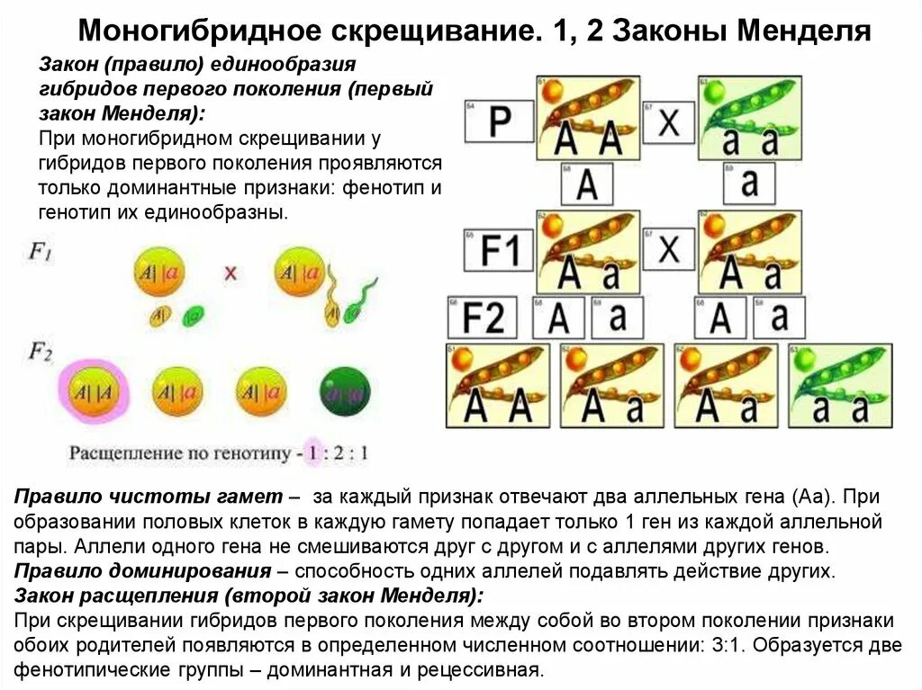 Моногибридное скрещивание какое расщепление. Моногибридное скрещивание 1:1. Закономерности наследования моногибридное скрещивание. Моногибридное скрещивание 1:2:1. Закономерности наследования моногибридное скрещивание схема.