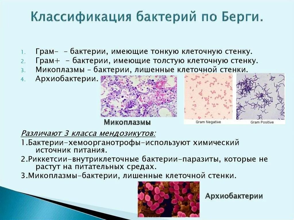 6 групп бактерий. Классификация микроорганизмов микробиология. Систематика микробов по Берги. Классификация бактерий микробиология. Классификация бактерий по Берги.