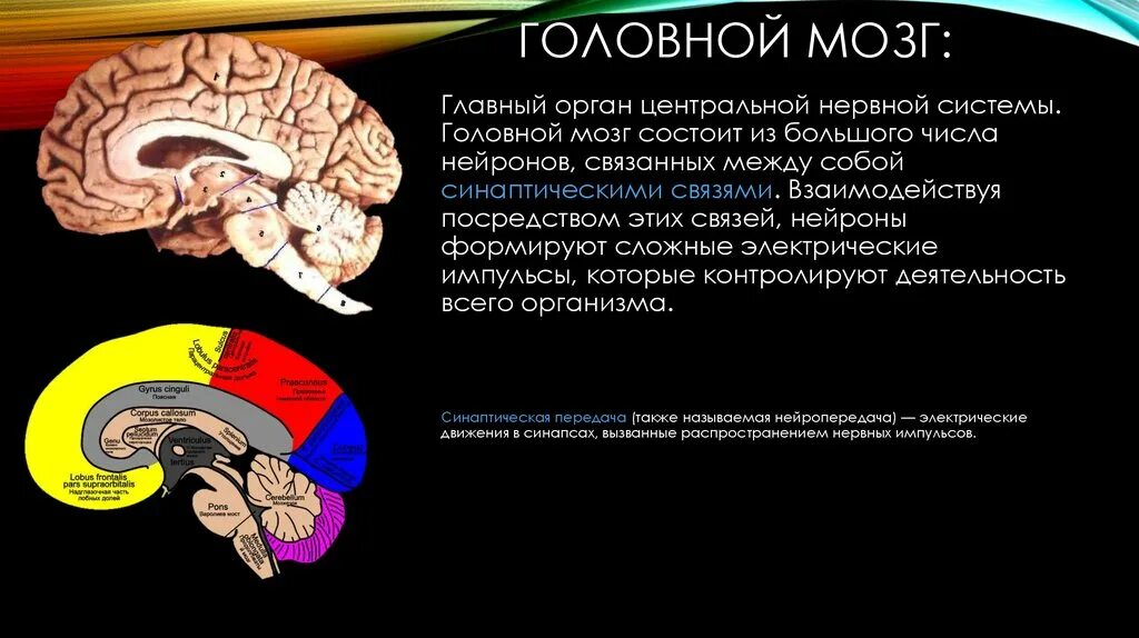Головной мозг состоит из. Мозг главный орган нервной системы. Кол-во нейронов в мозге человека. Мозг состоит из нейронов.