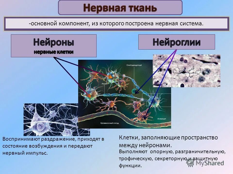 Участвует в образовании кожи выполняет трофическую функцию
