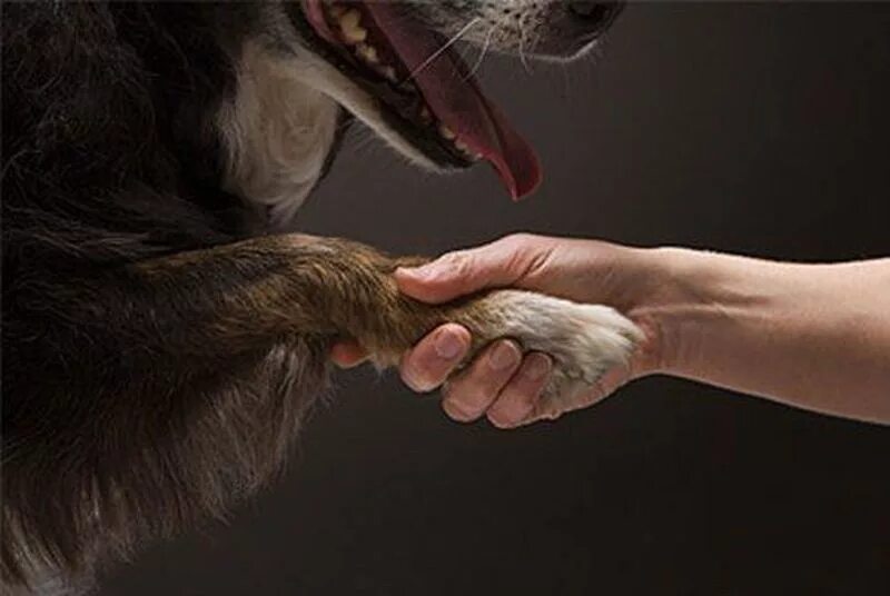 Человек с собакой на руках. Лапа собаки. Собака дает лапу. Лапа собаки и рука человека.