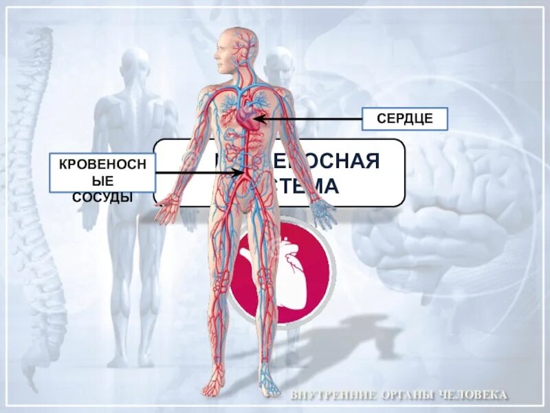 Как устроена кровеносная система 3 класс. Кровеносная система человека 3 класс окружающий мир. сердце и кровеносные сосуды это органы чего. кровеносная человека внутренние органы. сердце и кровеносные сосуды это органы для учи ру.