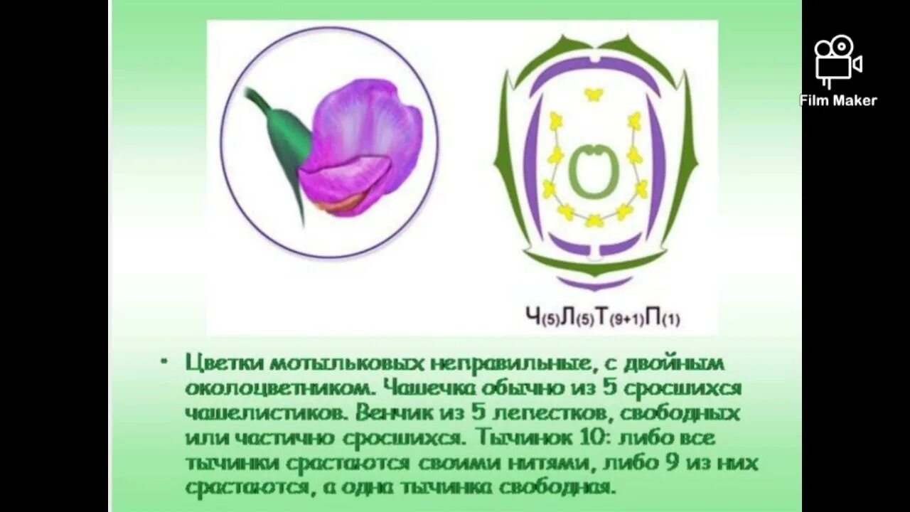 Спайнолепестный околоцветник. Простой околоцветник может состоять из. Чашечка бобовых. Строение нарцисса схема. Околоцветник состоящий из чашечки и венчика называют.
