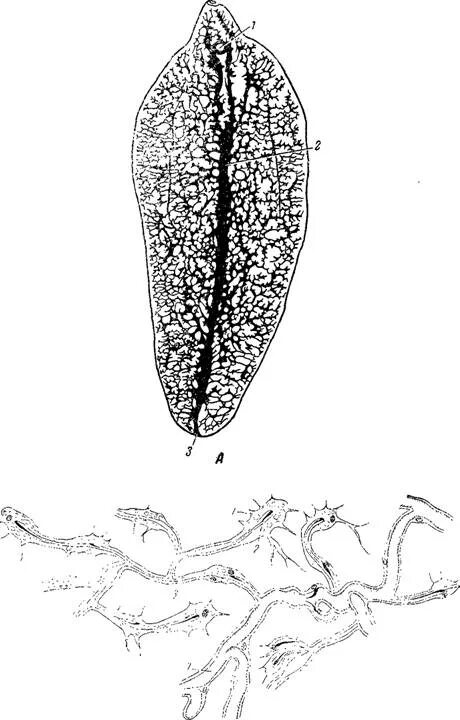 Пищеварительная система печеночного сосальщика микроскоп. Системы печеночного сосальщика. Выделительная система печеночного сосальщика. Выделительная система печеночной двуустки. Выделение сосальщиков