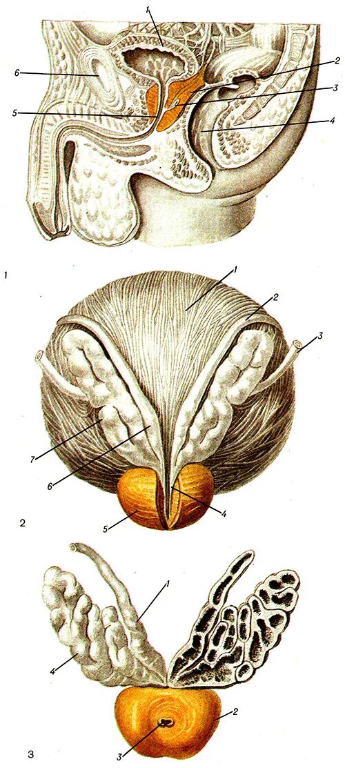 Маточка предстательной железы. Анатомия мочевого пузыря, простата. Апекс предстательной железы. Анатомия предстательной железы у мужчин. Маточка у мужчин