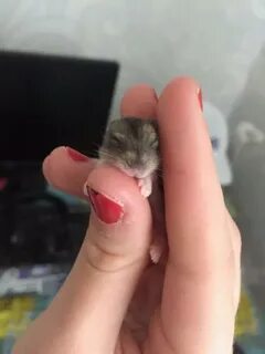 Хомяк укусил за палец