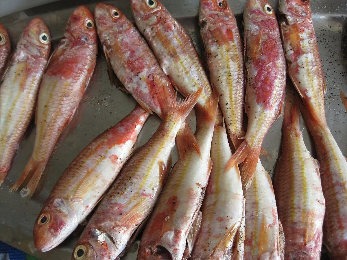 Ловля кефали на драчку браконьеры. Bordallo pinheiro fish. Замороженная красная рыба. Кефаль каспийская. Пеленгас на дону.