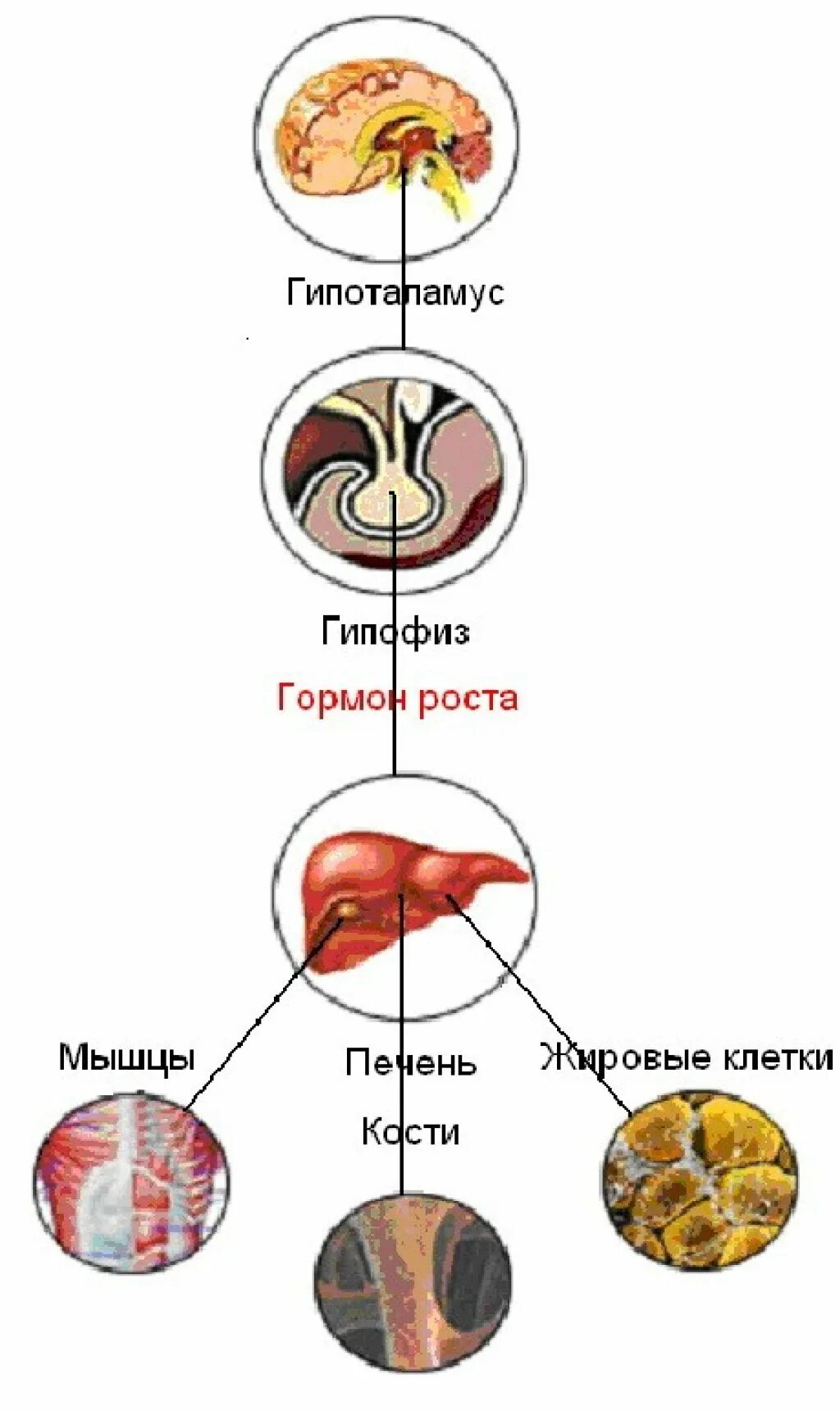 Гормон роста костей. Что вырабатывает гормон роста. Гормоны гипофиза соматотропин. Как вырабатывается гормон роста. Гормон роста синтезируется в.