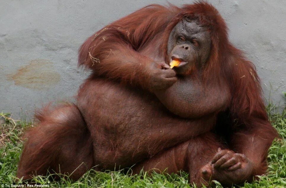 Какашки обезьян. Орангутан толстый. Самый толстый орангутанг.
