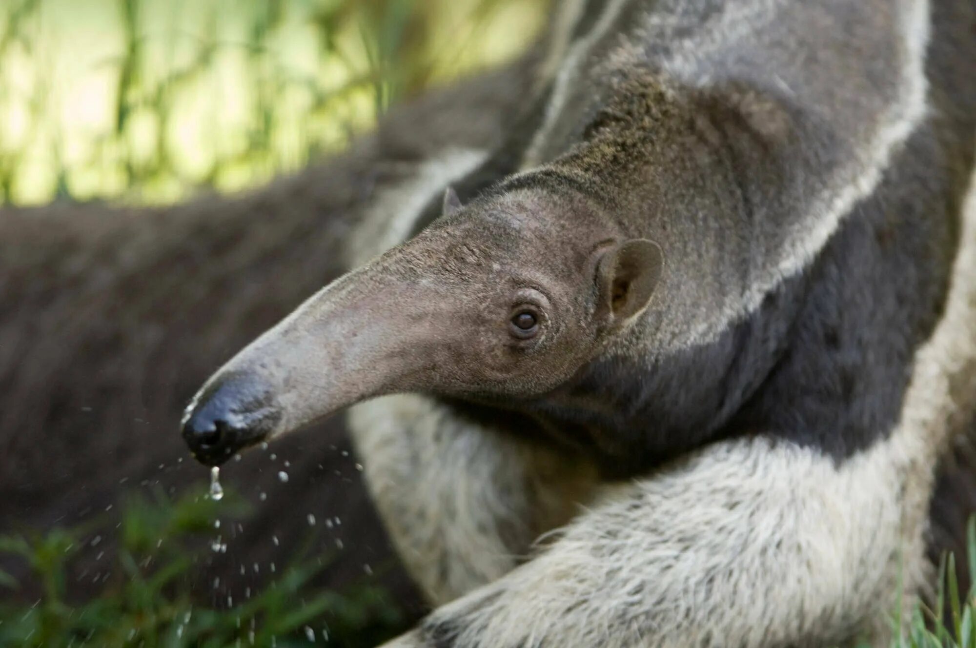 Гигантский муравьед Южной Америки. Anteater муравьед. Трехпалый муравьед. Муравьеды Насекомоядные. Муравьед длинный язык