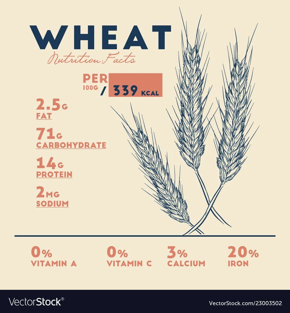 Wheat транскрипция. Wheat перевод на русский. wheat перевод. buckwheat calories. wheat перевод на русский цвет.