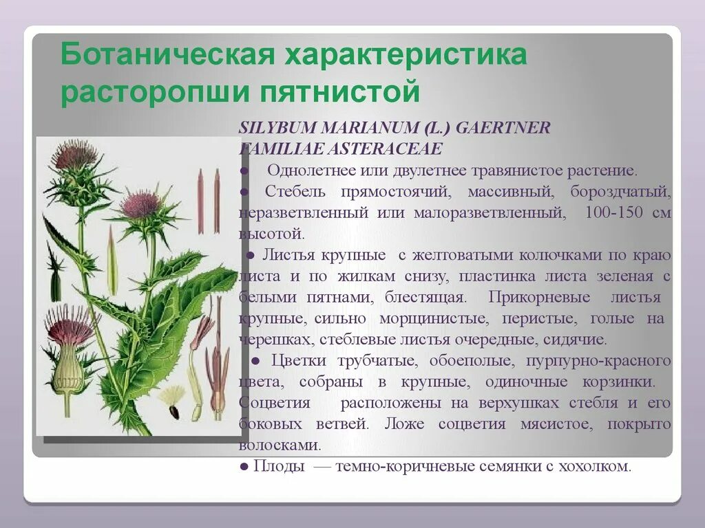 Значение в области какой ботанической. Плоды расторопши пятнистой Фармакогнозия. Расторопша пятнистая и чертополох. Расторопша пятнистая Фармакогнозия. Расторопша чертополох татарник.