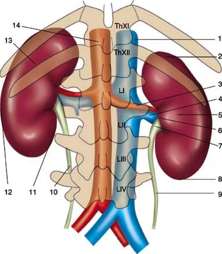 Скелетотопия почек анатомия. Топография почки скелетотопия. Расположение левой почки скелетотопия. Топография почек вид спереди. Правая почка меньше левой
