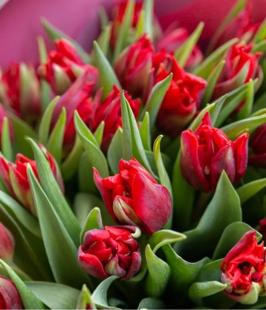 Тюльпан Tulipa l.. Тюльпан panenka. 2 Тюльпана. Тюльпаны ACV.