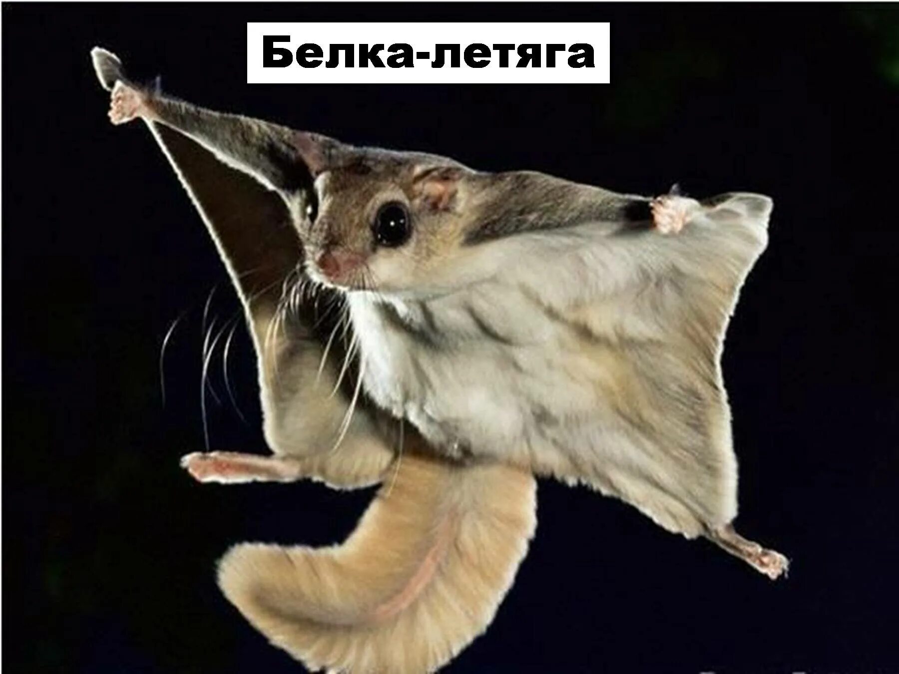 Сообщение о летяге 4