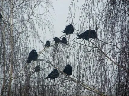 Погода грачи дубынка